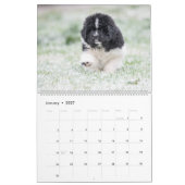 Calendrier des bébés Notta Bear (Jan 2027)