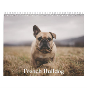 Calendrier des Bulldog français