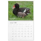 Calendrier des canards (Jan 2027)