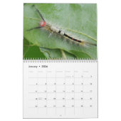 Calendrier des Caterpiliers (Jan 2026)