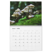 Calendrier des champignons (Mar 2026)