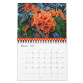 Calendrier des champignons Rainbow 2013 (Feb 2026)