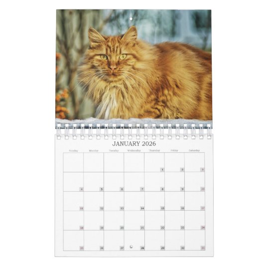 Calendrier des chats (Jan 2026)