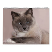 Calendrier des chats (Protection)