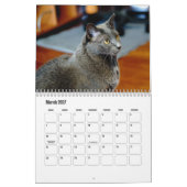 Calendrier des chats bleus russes (Mar 2027)