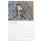 Calendrier des chats de Grèce (Jan 2027)
