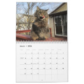 Calendrier des chats de Maine Coon Kitty (Mar 2026)
