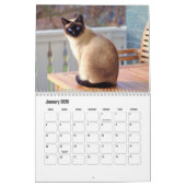 Calendrier des chats de Siamese (Jan 2026)