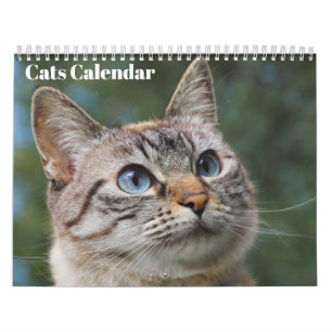 Calendrier des chats du Bengale 2025