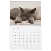 Calendrier des chats du Bengale 2025 (Mar 2026)