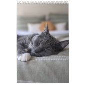 Calendrier des chats endormis (Protection)