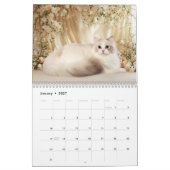 Calendrier des chats et chatons Ragdoll rêveurs (Jan 2027)