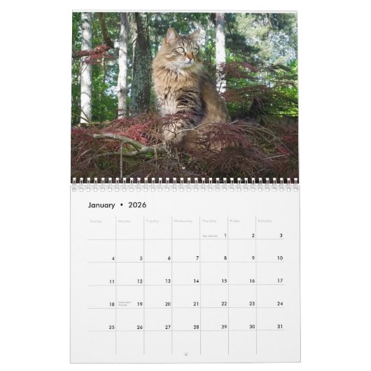 Calendrier des chats Kitty (Jan 2026)