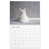 Calendrier des chats Maine Coon (Mar 2026)