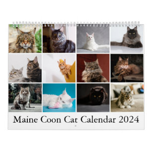 Calendrier des chats Maine Coon