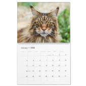 Calendrier des chats Maine Coon (Jan 2026)