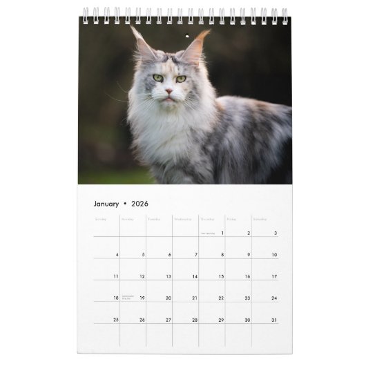 Calendrier des chats Maine Coon (Jan 2026)