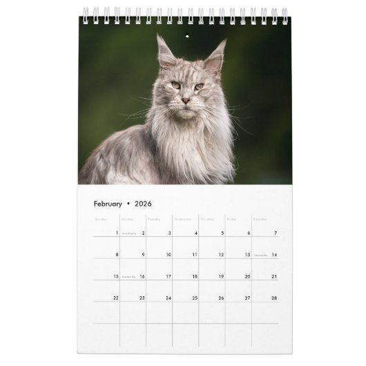 Calendrier des chats Maine Coon (Feb 2026)