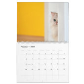 Calendrier des chats Peekaboo (Feb 2026)