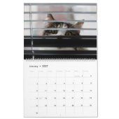 Calendrier des chats Peekaboo (Jan 2027)