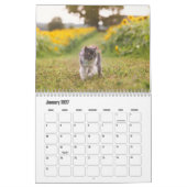 Calendrier des chats persans (Jan 2027)