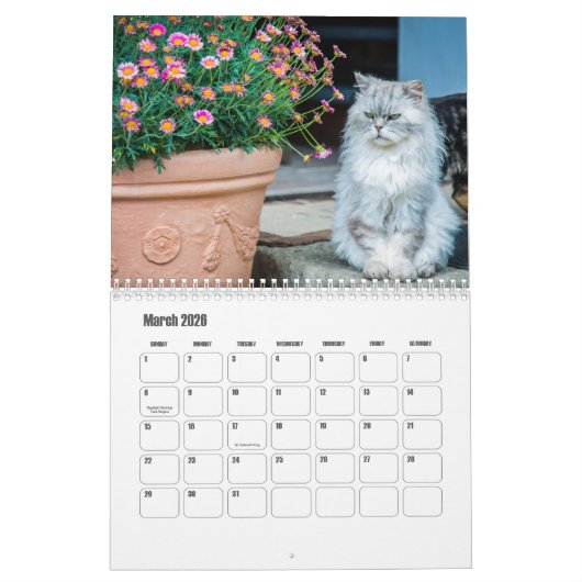 Calendrier des chats persans (Mar 2026)