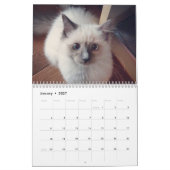 Calendrier des chats Ragdoll (Jan 2027)