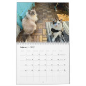 Calendrier des chats Ragdoll (Feb 2027)