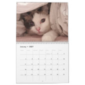 Calendrier des chats Ragdoll (Jan 2027)