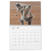 Calendrier des chats Ragdoll (Mar 2027)
