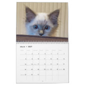 Calendrier des chats Ragdoll (Mar 2027)