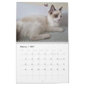 Calendrier des chats Ragdoll (Feb 2027)