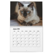 Calendrier des chats Ragdoll (Jan 2026)