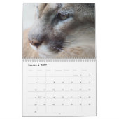 Calendrier des chats sauvages Cougar (Jan 2027)