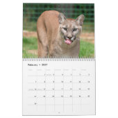 Calendrier des chats sauvages Cougar (Feb 2027)
