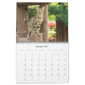 Calendrier des chats Serval Savannah (Jan 2027)