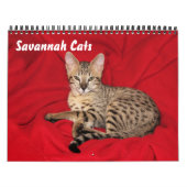 Calendrier des chats Serval Savannah (Protection)