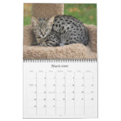 Calendrier des chats Serval Savannah (Mar 2026)