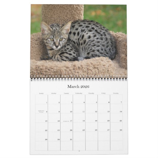 Calendrier des chats Serval Savannah (Mar 2026)