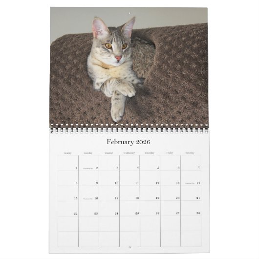 Calendrier des chats Serval Savannah (Feb 2026)