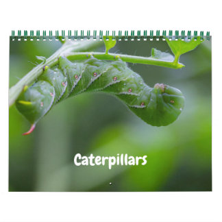 Calendrier des chenilles