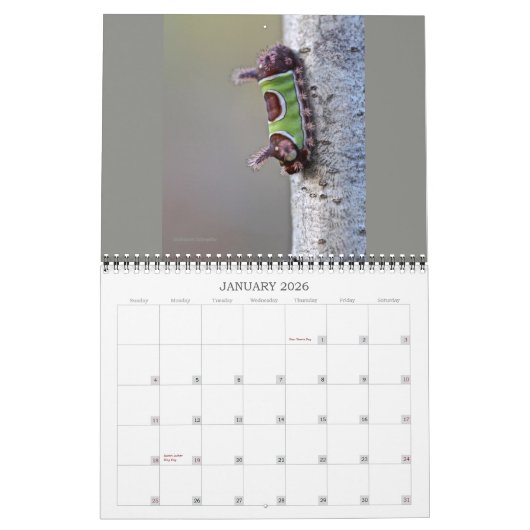 Calendrier des chenilles (Jan 2026)
