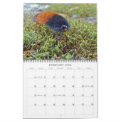Calendrier des chenilles (Feb 2026)