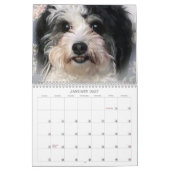 Calendrier des Chiens Cute K-Cee Zuchon 2021 (Jan 2027)