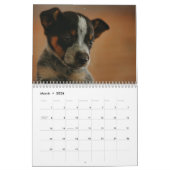 Calendrier des chiens de bétail australiens 2026 (Mar 2026)