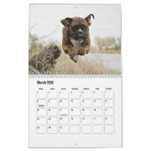 Calendrier des chiens de boxe (Mar 2026)