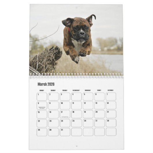 Calendrier des chiens de boxe (Mar 2026)