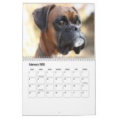 Calendrier des chiens de boxe (Feb 2026)