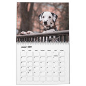 Calendrier des Chiens de Dalmatie (Jan 2027)