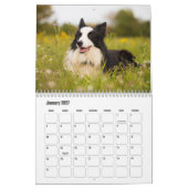 Calendrier des chiens de la frontière Collie (Jan 2027)